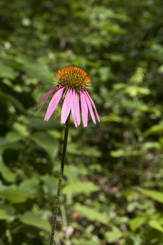 Echinacea purpurea #5